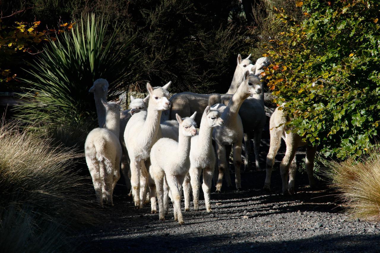 Alpaca Farmstay Dunedin Exteriér fotografie