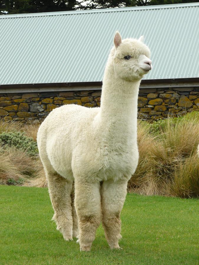 Alpaca Farmstay Dunedin Exteriér fotografie
