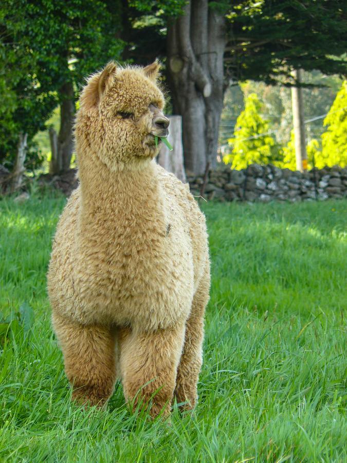 Alpaca Farmstay Dunedin Exteriér fotografie