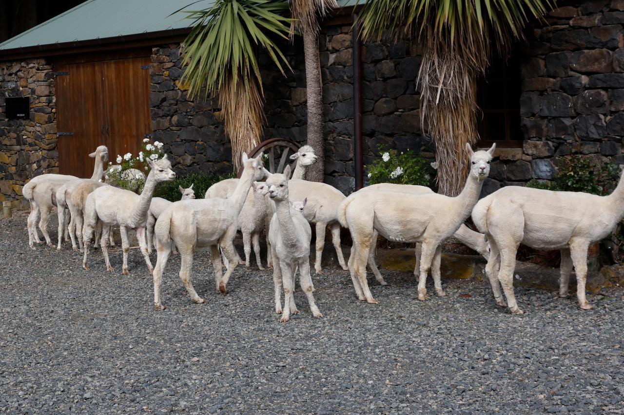 Alpaca Farmstay Dunedin Exteriér fotografie